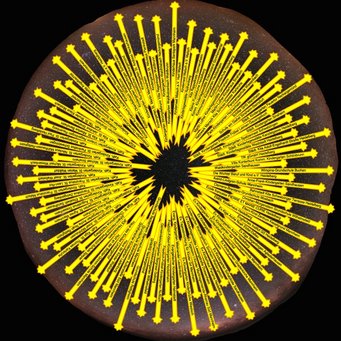 Sternschnuppen über Mannheim Sternschnuppen über Mannheim