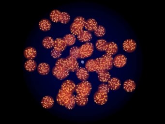 Bild: T. Müller / J. Stern Bild: T. Müller / J. Stern