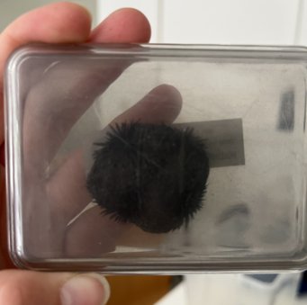 Abbildung 2: Eisenspäne und ein Magnet Abbildung 2: Eisenspäne und ein Magnet